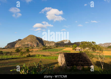 Mogotes e campi di tabacco in Vinales, regione di arrampicata, la solitudine, la bellissima natura, famiglia viaggi a Cuba, congedo parentale, vacanze, time-out, avvento Foto Stock