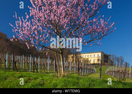 Fiore di mandorla a Villa Ludwigshoehe, Mandelbluetenweg, Deutsche Weinstrasse (tedesco la strada del vino), Pfalz, Renania-Palatinato, Germania Foto Stock