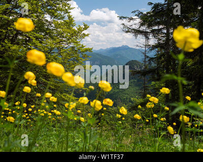 Blooming prato su Staffel montagna con globeflowers, Trollius europaeus, vista in direzione sud-est, Alpi Alta Baviera, Germania, Europa Foto Stock