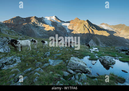 Gregge di pecore, Wilder Freiger, grünau, Alpi dello Stubai, Tirolo, Austria Foto Stock