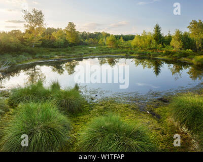 Weng, Wenger Moor, Lago Wallersee lago Wallersee, Salisburgo, Austria Foto Stock