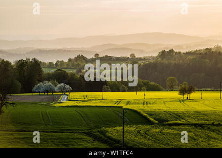 Vista da Gehrenberg al tramonto, Markdorf, Lago di Costanza, Baden-Württemberg, Germania Foto Stock