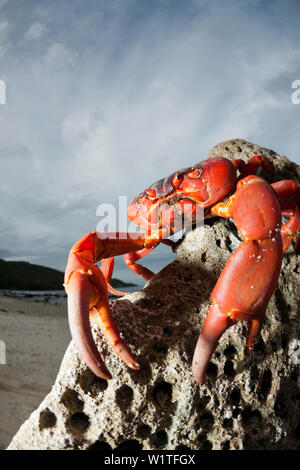 Isola di Natale Granchio rosso a Ethel Beach, Gecarcoidea natalis, Isola Christmas, Australia Foto Stock