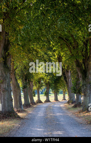 Vicolo, Meclemburgo-Pomerania, Germania, Europa Foto Stock