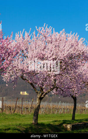 Fiore di mandorla a Villa Ludwigshoehe, Mandelbluetenweg, Deutsche Weinstrasse (tedesco la strada del vino), Pfalz, Renania-Palatinato, Germania Foto Stock