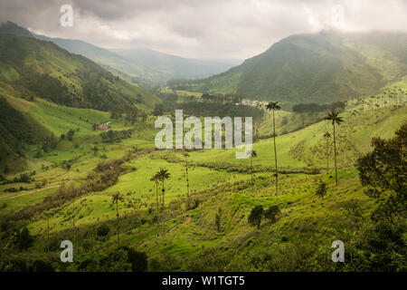 Cocora Valley, cera endemiche palme, il Salento, Patrimonio Mondiale UNESCO triangolo di caffè, Departmento Quindio, Colombia, Southamerica Foto Stock