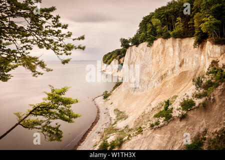 Patrimonio Mondiale UNESCO vecchi oliveti di faggio di Germania, Jasmund National Park, chalk cliffs di Ruegen Isola, Meclemburgo-Pomerania Occidentale, Germania Baltic S Foto Stock