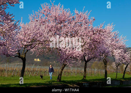 Fiore di mandorla a Villa Ludwigshoehe, Mandelbluetenweg, Deutsche Weinstrasse (tedesco la strada del vino), Pfalz, Renania-Palatinato, Germania Foto Stock