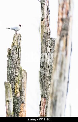 Singola nera-headed gull siede su albero morto Foto Stock