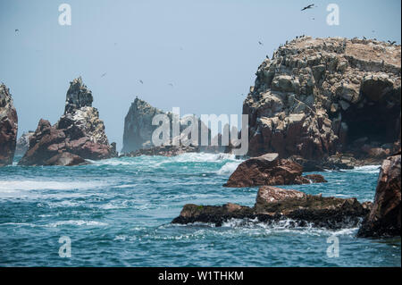 Blu-footed boobies (Sula nebouxii) e altri uccelli volare tra le rocce scoscese, Isole Ballestas, vicino a Paracas, Ica, Perù, Sud America Foto Stock