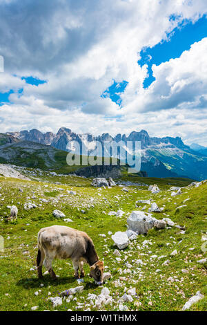 Vacche su Sciliar Catinaccio con le montagne sullo sfondo, Compaccio, Alpe di Siusi Alto Adige - Italia Foto Stock