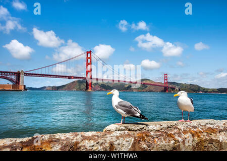 Gabbiani di fronte al Golden Gate Bridge di San Francisco, California, Stati Uniti d'America Foto Stock