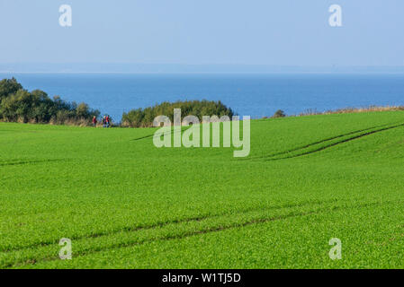 Il sentiero E9, viaggio di andata e ritorno: costa da Boltenhagen a Redewisch / intorno ripida costa intorno a dopo Steinbeck / nell'angolo Klützer dal Leonorenwald / Ste Foto Stock