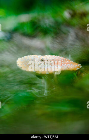 Fly agaric, amanita muscaria, Val Calanca del cantone dei Grigioni, Svizzera Foto Stock