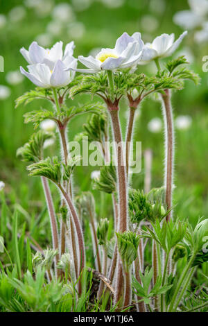 Anemoni alpini, Pulsatilla alpina, Val Varaita, Alpi Cozie, Piemonte, Italia Foto Stock