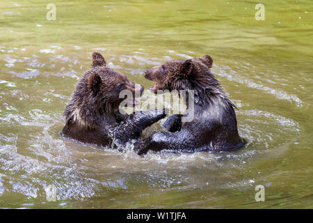 I giovani orsi bruni giocando in acqua, Ursus arctos, Parco Nazionale della Foresta Bavarese, Baviera, Bassa Baviera, Germania, Europa, captive Foto Stock