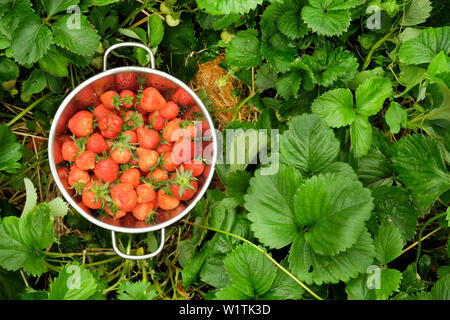 Un colapasta di argento pieno di raccolti di fresco Fragole rosso seduto in mezzo al verde di piante di fragola, lo scolapasta è sulla sinistra lasciando copia s Foto Stock