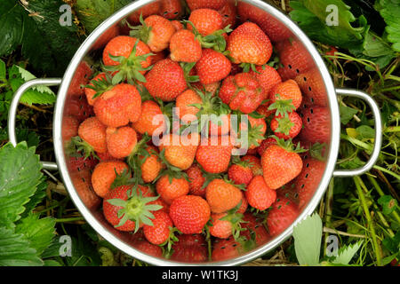 Un colapasta di argento pieno di raccolti di fresco Fragole rosso seduto in mezzo al verde di piante di fragola Foto Stock