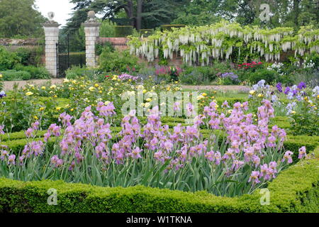 Iris a parterre situati in cerca di una profonda frontiera con wisteri Alba in Occidente Walled Garden a Doddington Hall e giardini, Lincolnshire, Inghilterra, Regno Unito. Maggio Foto Stock