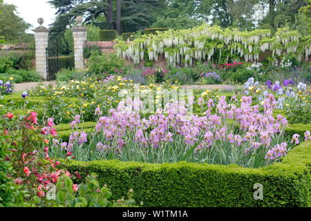 Iris a parterre situati in cerca di una profonda frontiera con wisteri Alba in Occidente Walled Garden a Doddington Hall e giardini, Lincolnshire, Inghilterra, Regno Unito. Maggio Foto Stock