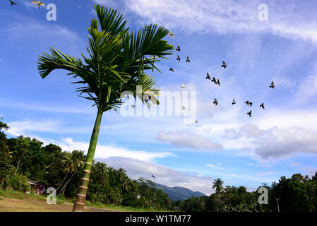 Vicino Embekke Devale nelle montagne vicino a Kandy, Sri Lanka Foto Stock