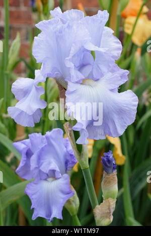 Iris 'Skye Blue' alti iris barbuto in fiore nel giardino un confine in maggio - REGNO UNITO Foto Stock