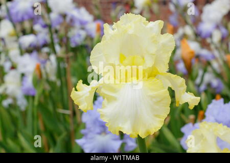 Iris 'soda calce' alti iris barbuto in fiore nel giardino un confine in maggio - REGNO UNITO Foto Stock