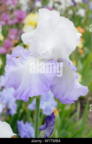 Tall barbuto iris 'Ice Pinnacle' in fiore nel giardino un confine in maggio - REGNO UNITO Foto Stock