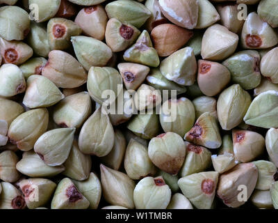 Macro Close-up di semi di grano saraceno, Fagopyrum esculentum, sfondo alimentare Foto Stock