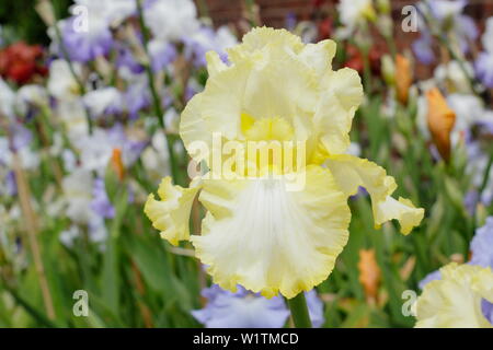 Iris 'soda calce' alti iris barbuto in fiore nel giardino un confine in maggio - REGNO UNITO Foto Stock