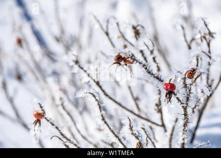 In Germania, in Baviera, Alpi Oberallgaeu, Oberstdorf, paesaggio invernale, Vacanze invernali, escursioni invernali Trail, Rosa canina ricoperta di neve, ghiaccio, la brina, il ghiaccio Crys Foto Stock