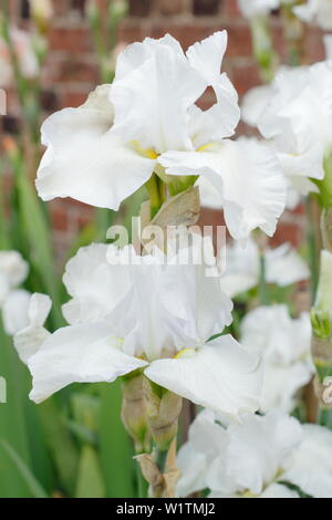 Tall barbuto iris 'Designers scelta' in fiore nel giardino un confine in maggio - REGNO UNITO Foto Stock