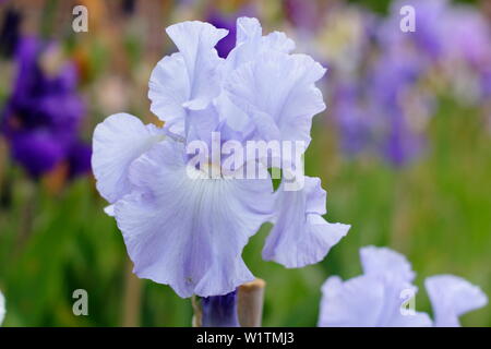 Iris 'Skye Blue' alti iris barbuto in fiore nel giardino un confine in maggio - REGNO UNITO Foto Stock