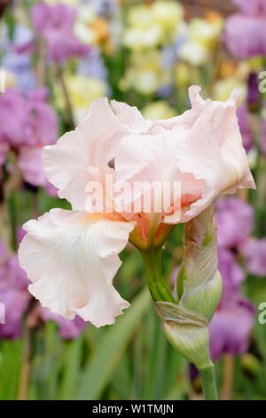 Tall barbuto iris 'Sherwood rosa' fioritura in un giardino confine - Maggio Foto Stock