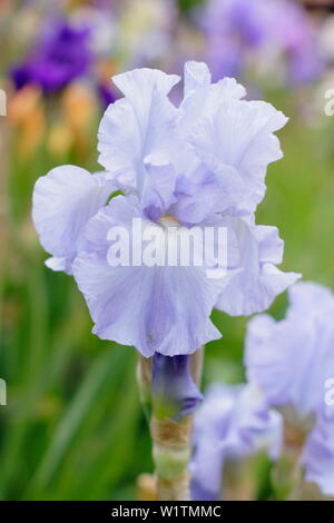 Tall barbuto iris 'Skye Blue' in fiore nel giardino un confine in maggio - REGNO UNITO Foto Stock