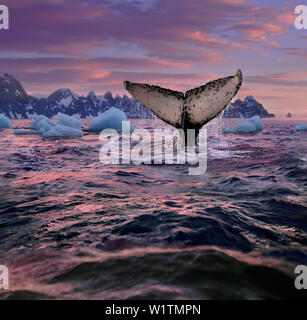 Humpback Whale fluke, Penisola Antartica, Antartide Foto Stock