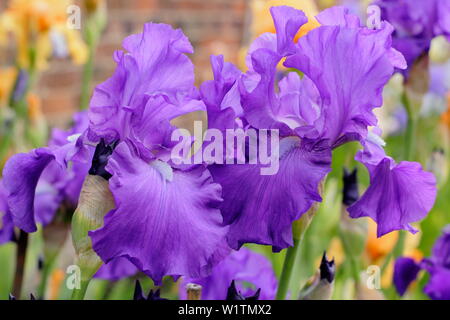 Tall barbuto iris " Imperatore Romano' in fiore nel giardino un confine in maggio - REGNO UNITO Foto Stock