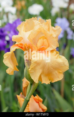 Iris 'Guglielmo d Orange' alti iris barbuto in fiore in maggio. Allevatore, Bryan Dodsworth Foto Stock