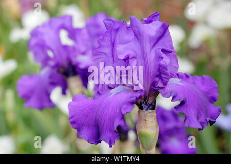 Tall barbuto iris " Imperatore Romano' in fiore nel giardino un confine in maggio - REGNO UNITO Foto Stock