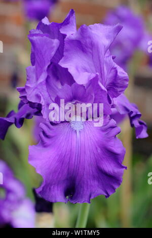 Tall barbuto iris " Imperatore Romano' in fiore nel giardino un confine in maggio - REGNO UNITO Foto Stock