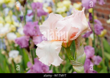 Tall barbuto iris 'Sherwood rosa' fioritura in un giardino confine - Maggio Foto Stock