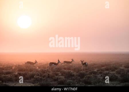 Springboks all'alba nel Parco Nazionale di Etosha, Namibia, Africa Foto Stock