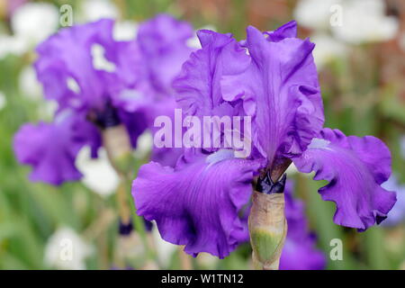 Tall barbuto iris " Imperatore Romano' in fiore nel giardino un confine in maggio - REGNO UNITO Foto Stock