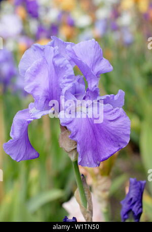 Tall barbuto iris 'Wharfedale' in fiore nel giardino un confine in maggio - REGNO UNITO Foto Stock