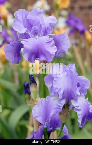 Tall barbuto iris 'Wharfedale' in fiore nel giardino un confine in maggio - REGNO UNITO Foto Stock