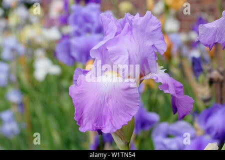 Tall barbuto Iris 'Swaledale' in fiore in primavera. Parte del costitutore, Bryan Dodsworth è raccolta in sala Doddington, Lincolnshire, Regno Unito Foto Stock