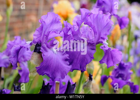 Tall barbuto iris " Imperatore Romano' in fiore nel giardino un confine in maggio - REGNO UNITO Foto Stock