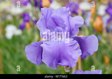 Tall barbuto iris 'Wharfedale' in fiore nel giardino un confine in maggio - REGNO UNITO Foto Stock