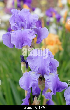 Tall barbuto iris 'Wharfedale' in fiore nel giardino un confine in maggio - REGNO UNITO Foto Stock