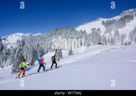 Tre persone sci backcountry salendo verso Wildalpjoch, Wildalpjoch, Alpi Bavaresi, Alta Baviera, Baviera, Germania Foto Stock